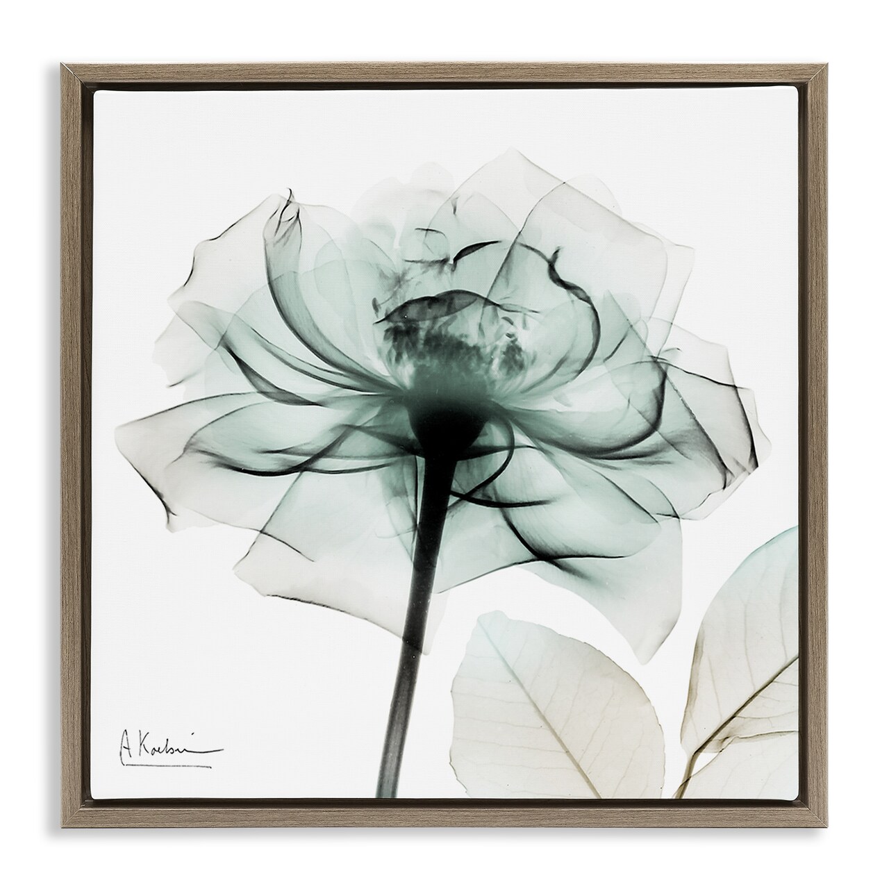 Stupell Industries Transparent Flower Blossom Floating Frame Design by Albert Koetsier